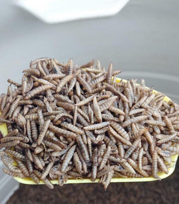Dried Worms